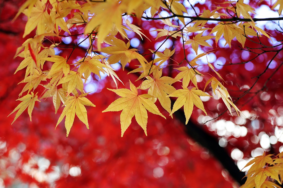 barvy podzimního listí
